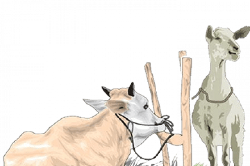 Detail Sapi Kurban Vector Nomer 9