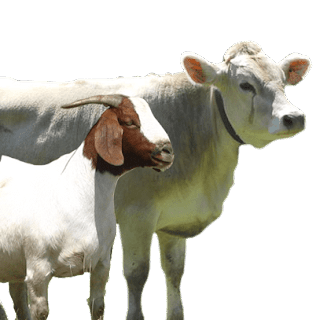 Detail Sapi Kurban Vector Nomer 10