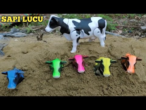 Detail Sapi Lucu Joget Nomer 19