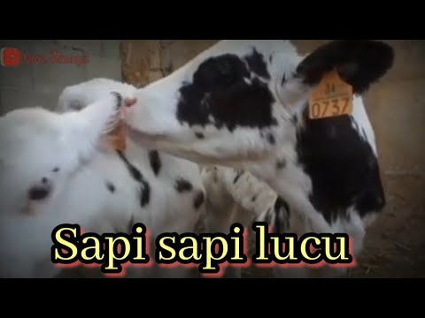 Detail Sapi Lucu Joget Nomer 25