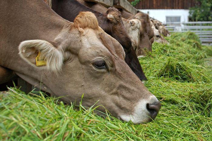 Sapi Makan Rumput - KibrisPDR