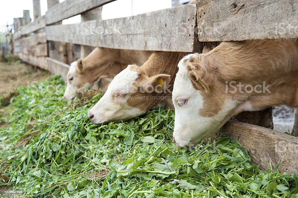 Detail Sapi Makan Rumput Nomer 19