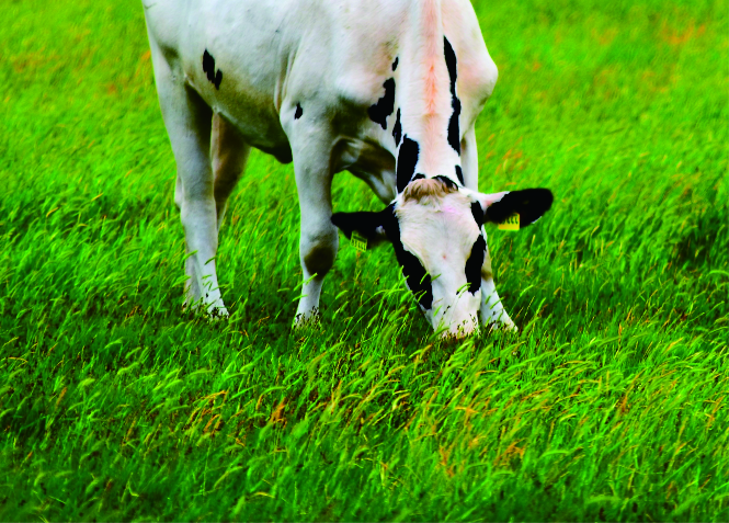 Detail Sapi Makan Rumput Nomer 20