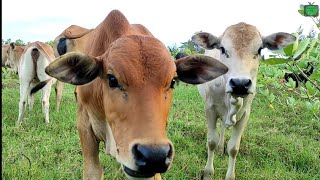 Detail Sapi Makan Rumput Nomer 22