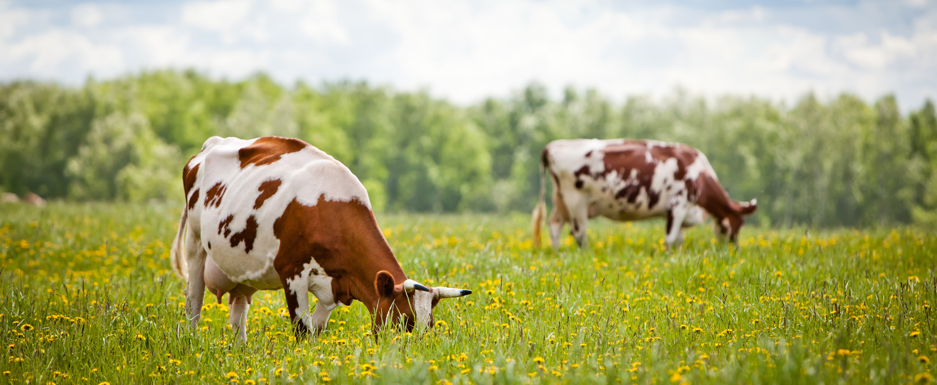 Detail Sapi Makan Rumput Nomer 25