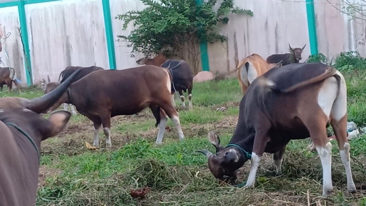 Detail Sapi Makan Rumput Nomer 31