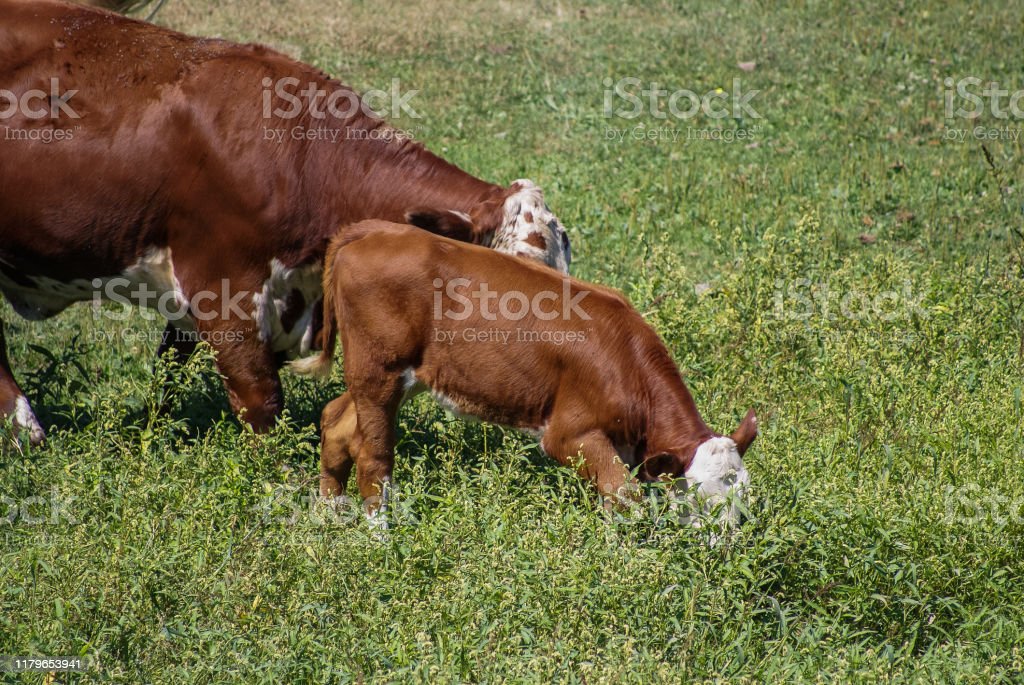 Detail Sapi Makan Rumput Nomer 32