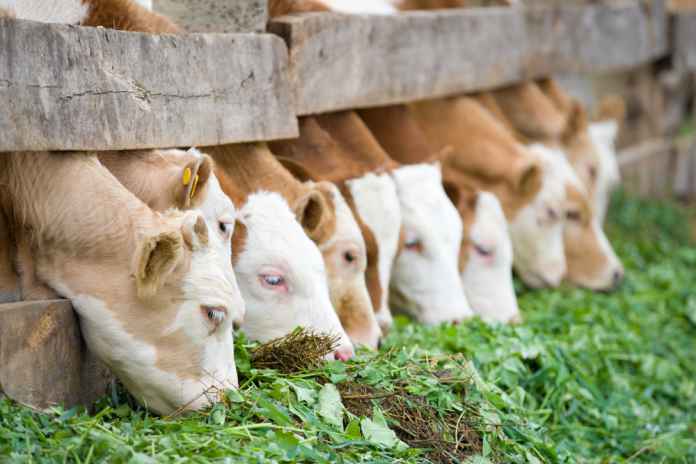 Detail Sapi Makan Rumput Nomer 36