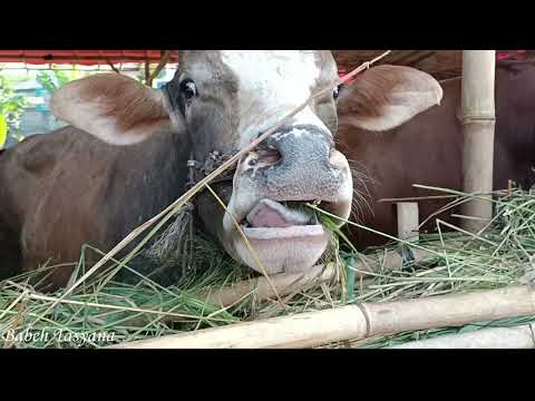 Detail Sapi Makan Rumput Nomer 50