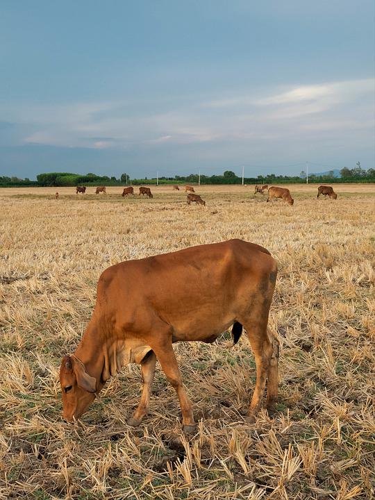 Detail Sapi Makan Rumput Nomer 51