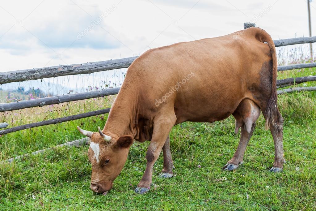 Detail Sapi Makan Rumput Nomer 7