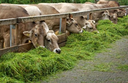 Detail Sapi Makan Rumput Nomer 9