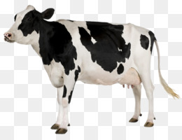 Sapi Perah Png - KibrisPDR