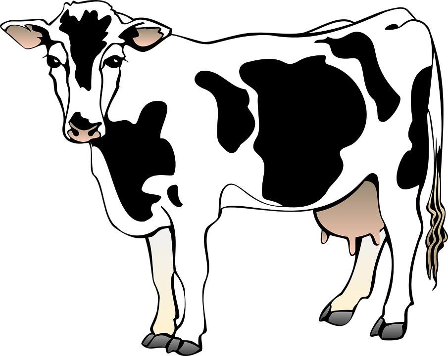 Detail Sapi Perah Vector Nomer 11