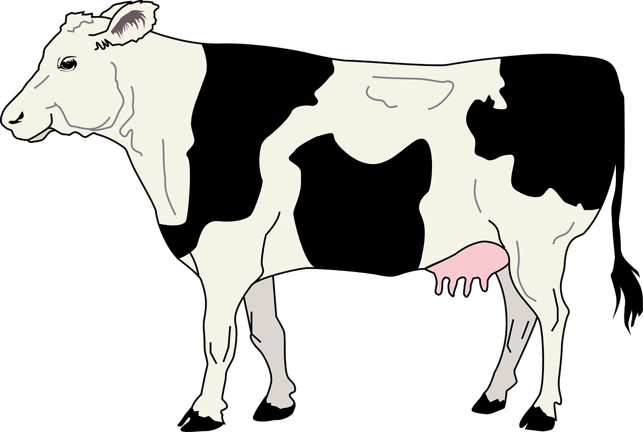 Detail Sapi Perah Vector Nomer 13