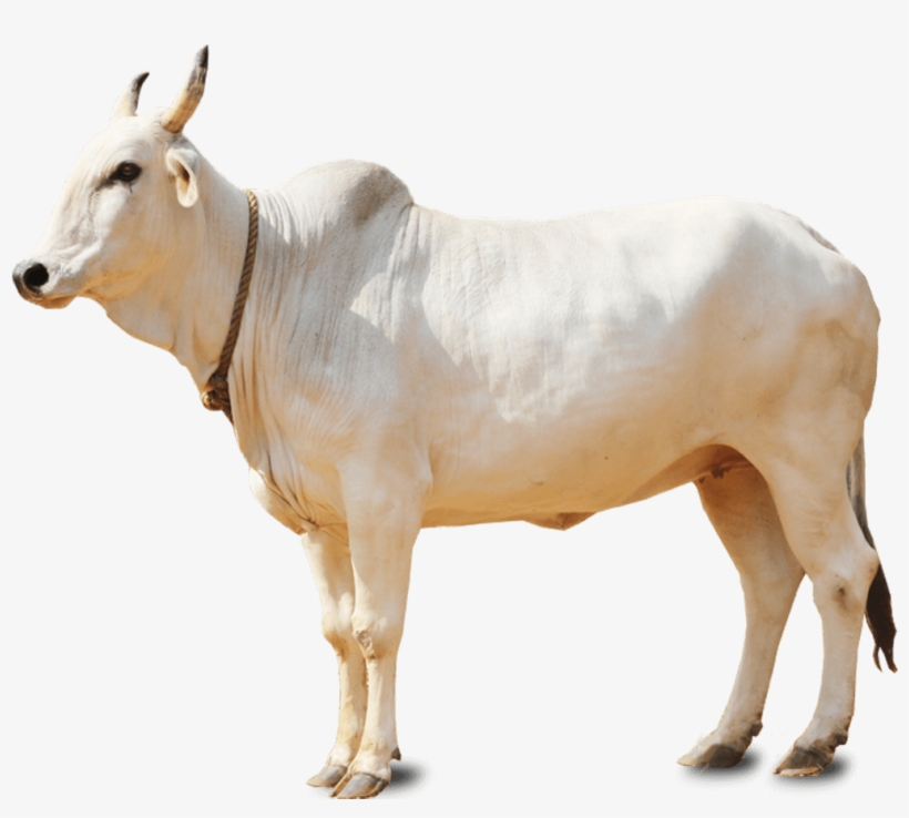 Detail Sapi Png Nomer 34