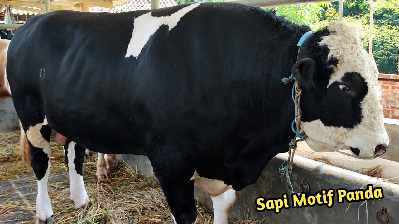 Detail Sapi Putih Hitam Nomer 9