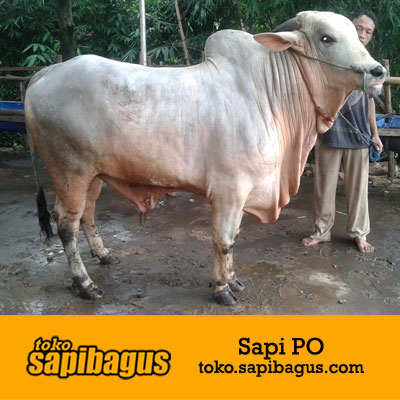 Sapi Qurban Super - KibrisPDR