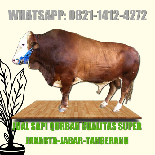 Detail Sapi Qurban Super Nomer 21