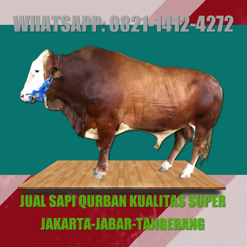 Detail Sapi Qurban Super Nomer 33