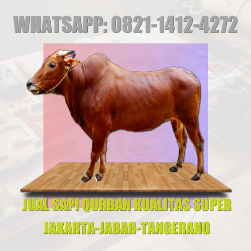 Detail Sapi Qurban Super Nomer 37