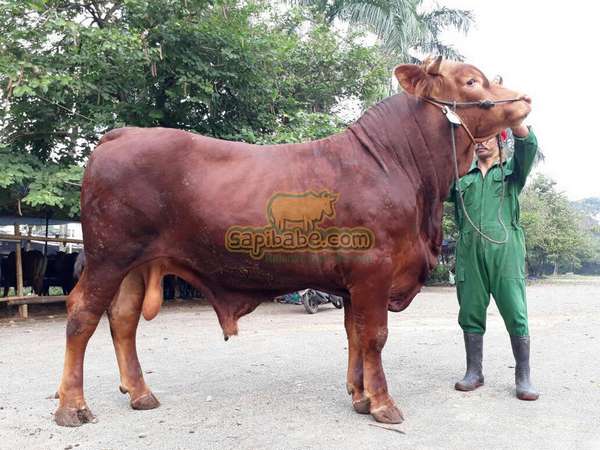 Detail Sapi Qurban Super Nomer 5