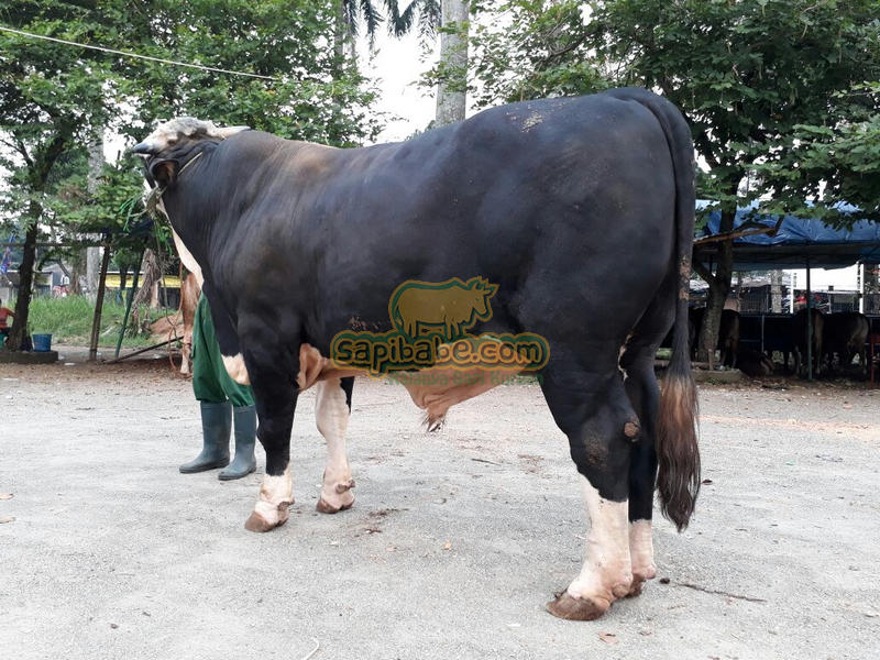 Detail Sapi Qurban Super Nomer 52