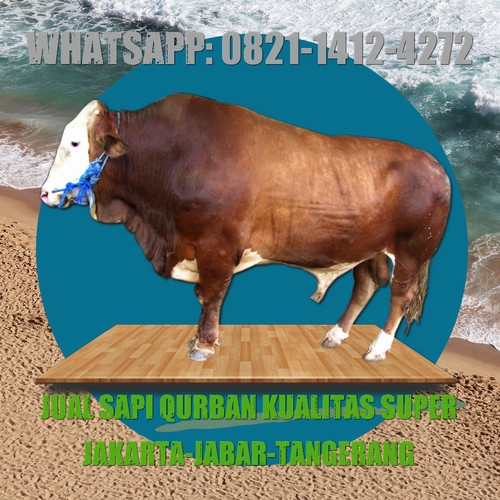 Detail Sapi Qurban Super Nomer 57