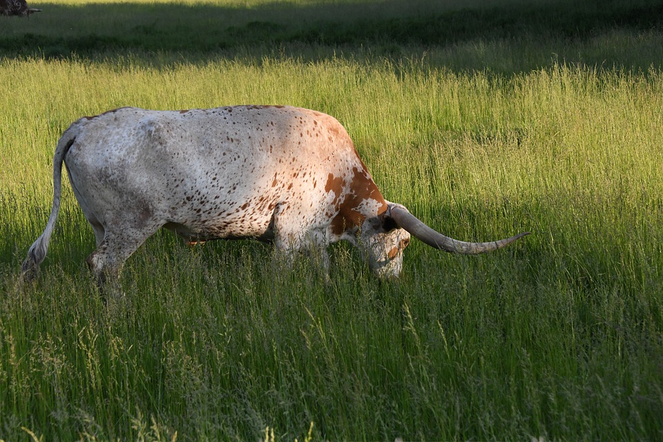 Detail Sapi Tanduk Panjang Nomer 36