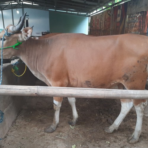 Detail Sapi Tanduk Panjang Nomer 51