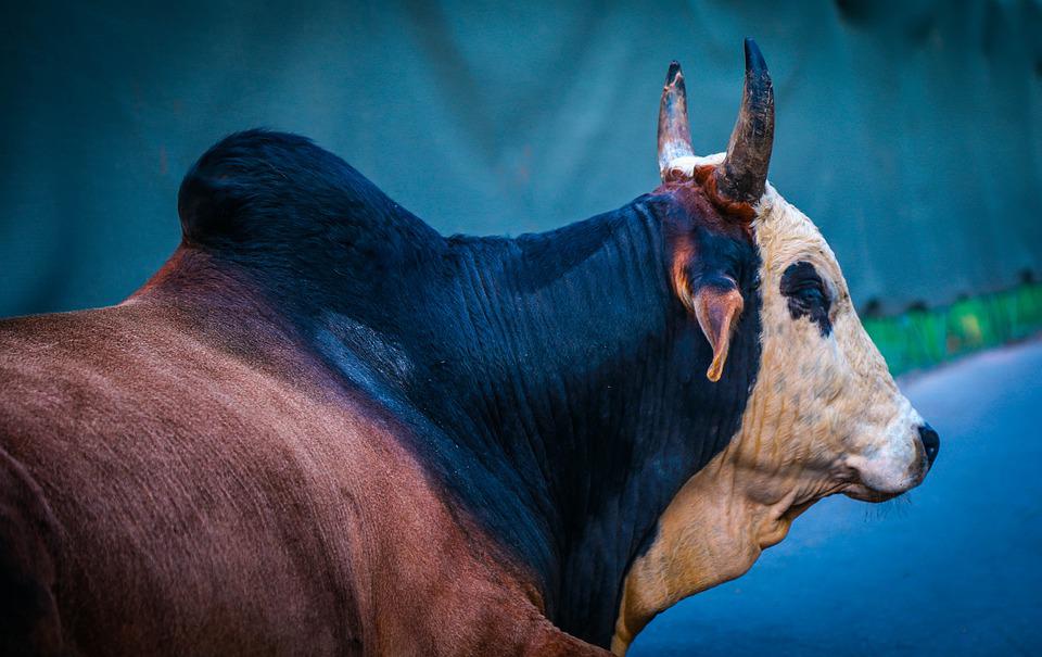 Detail Sapi Warna Warni Nomer 17
