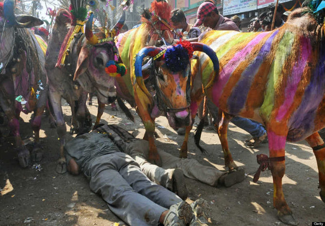 Detail Sapi Warna Warni Nomer 31