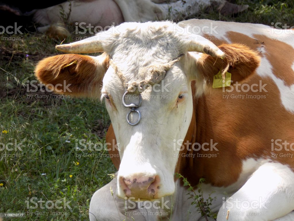 Detail Sapi Warna Warni Nomer 53