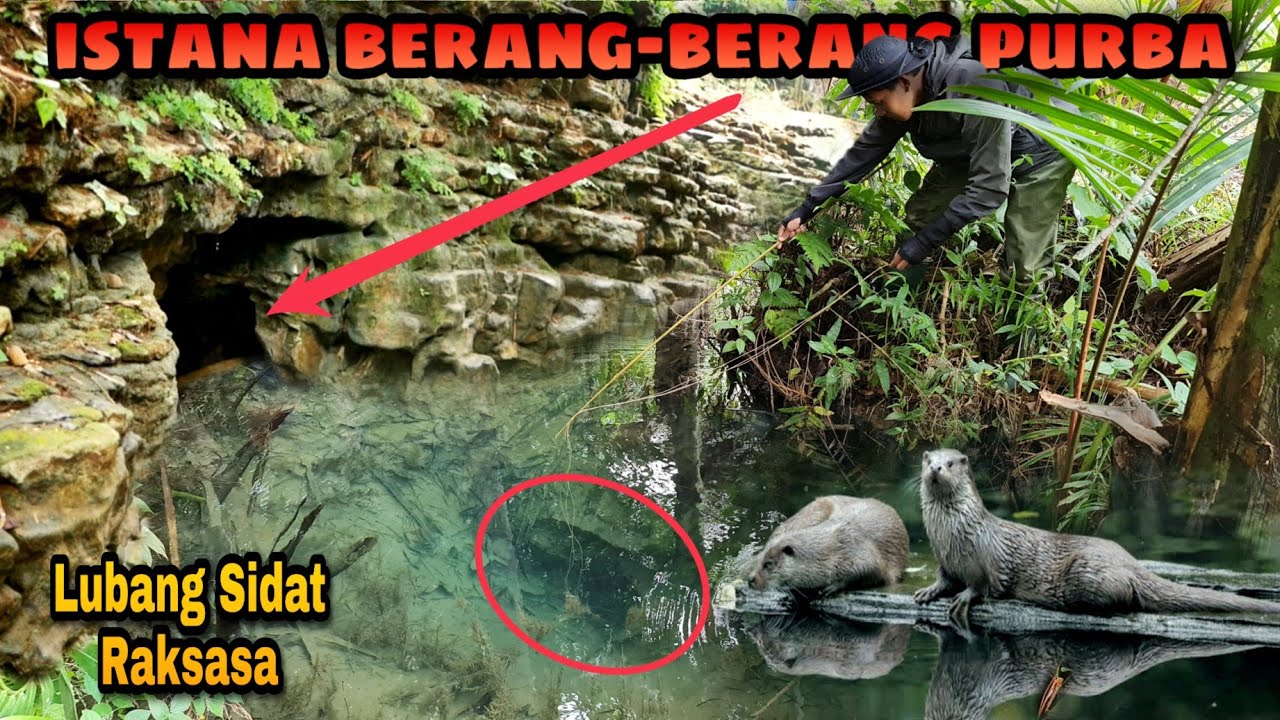 Detail Sarang Berang Berang Nomer 49