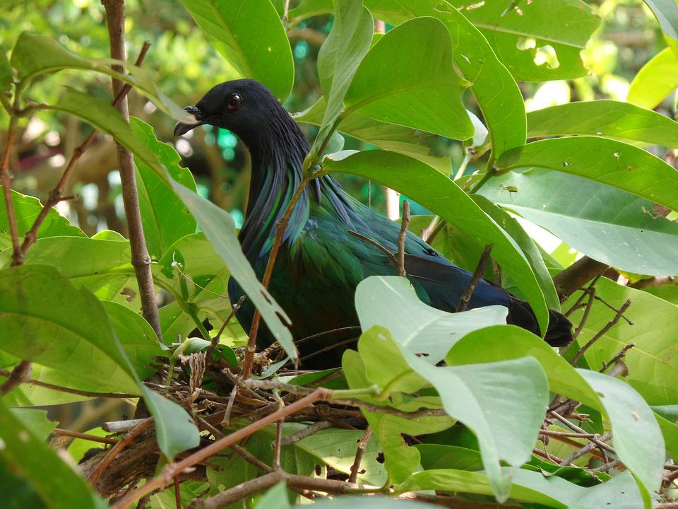 Detail Sarang Burung Dara Nomer 26