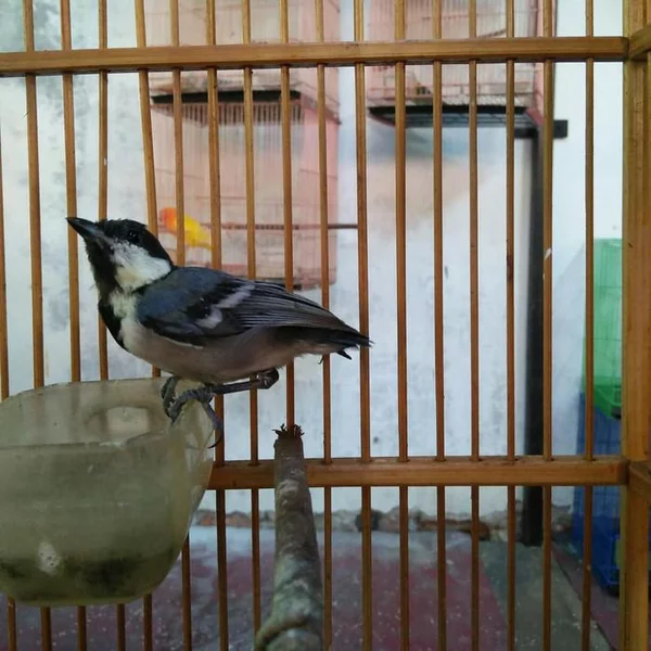 Detail Sarang Burung Gelatik Batu Nomer 52