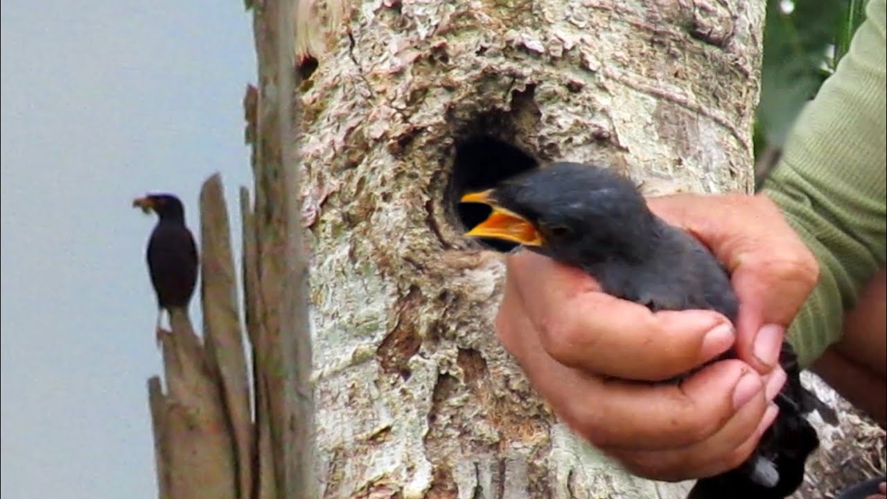 Detail Sarang Burung Jalak Nomer 2