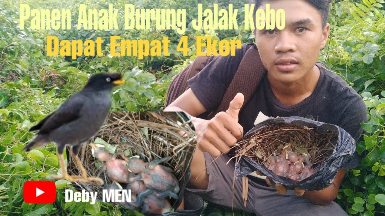 Detail Sarang Burung Jalak Nomer 13