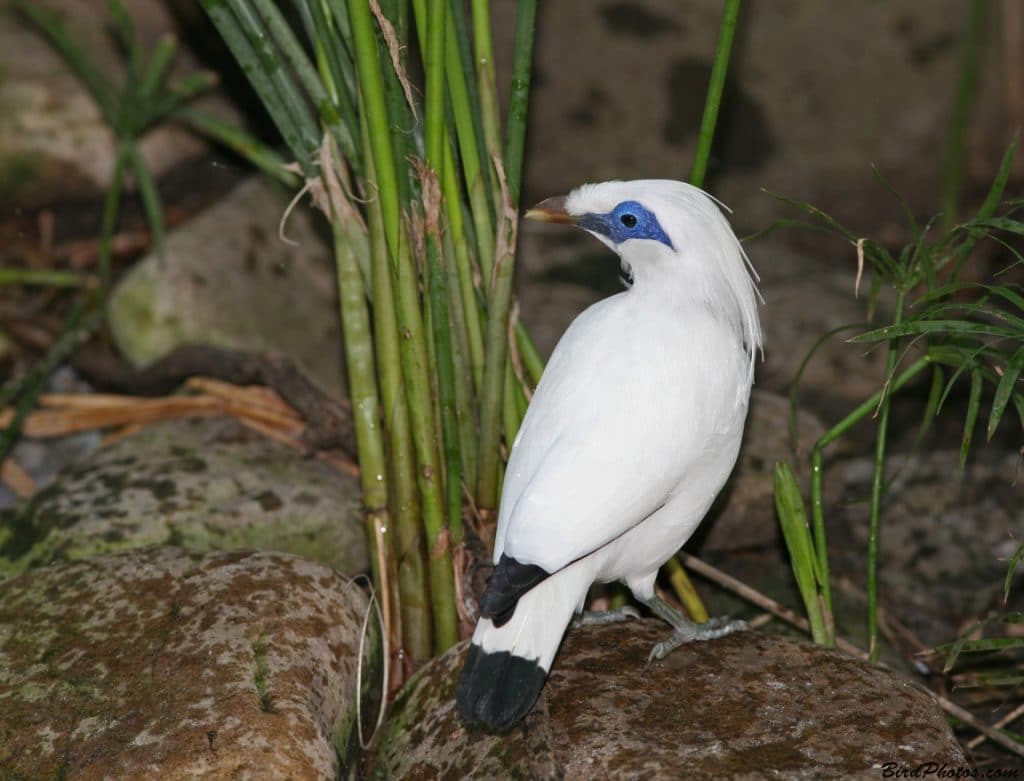 Detail Sarang Burung Jalak Nomer 16