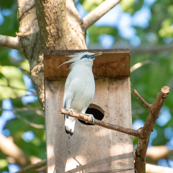 Detail Sarang Burung Jalak Nomer 19