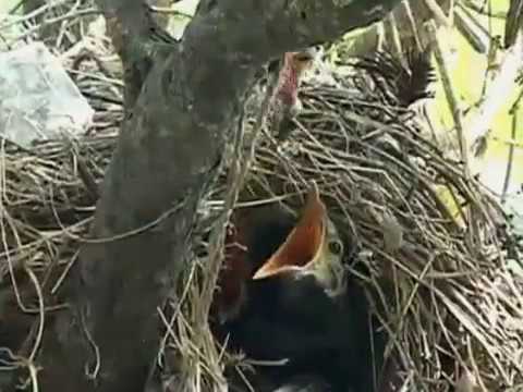 Detail Sarang Burung Jalak Nomer 3