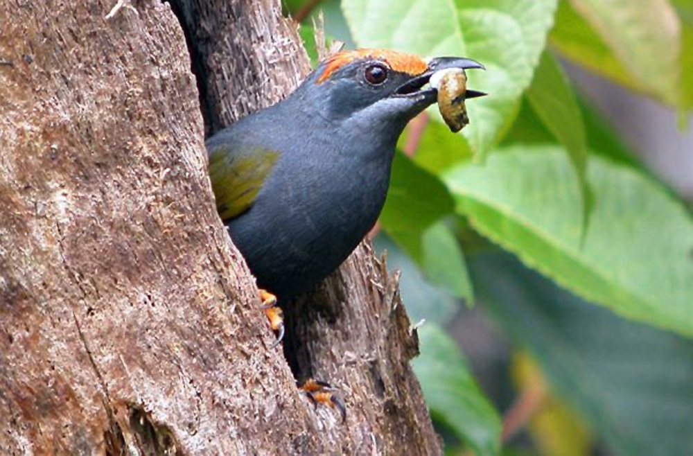 Detail Sarang Burung Jalak Nomer 24