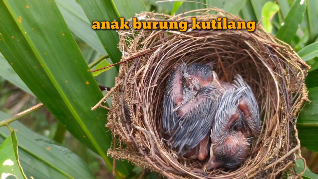 Detail Sarang Burung Jalak Nomer 26