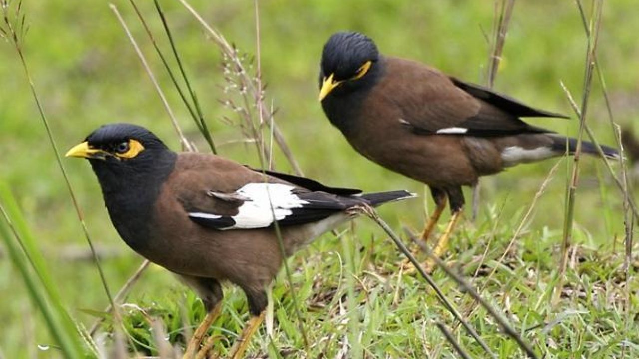 Detail Sarang Burung Jalak Nomer 29