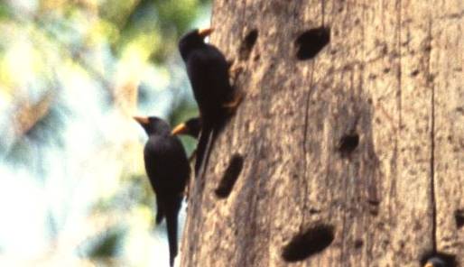 Detail Sarang Burung Jalak Nomer 32