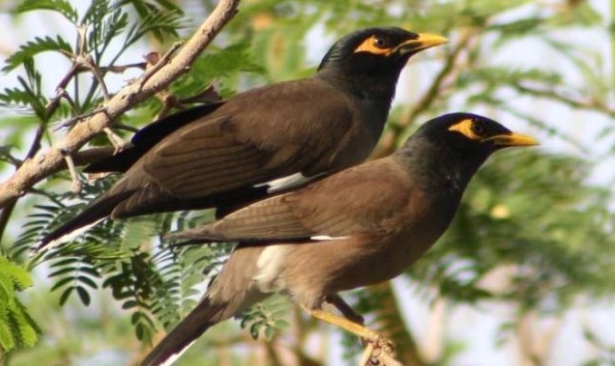 Detail Sarang Burung Jalak Nomer 37