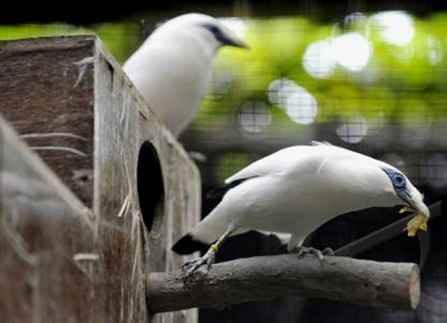 Detail Sarang Burung Jalak Nomer 38