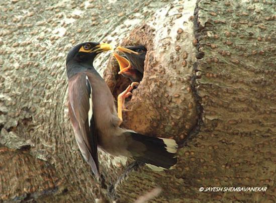 Detail Sarang Burung Jalak Nomer 39