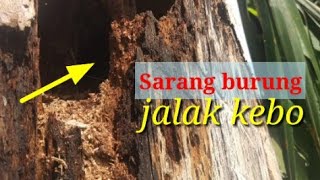 Detail Sarang Burung Jalak Nomer 48