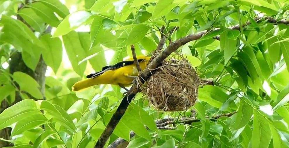 Detail Sarang Burung Jalak Nomer 50